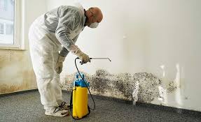 Mold Odor Removal Services in Martindale, TX