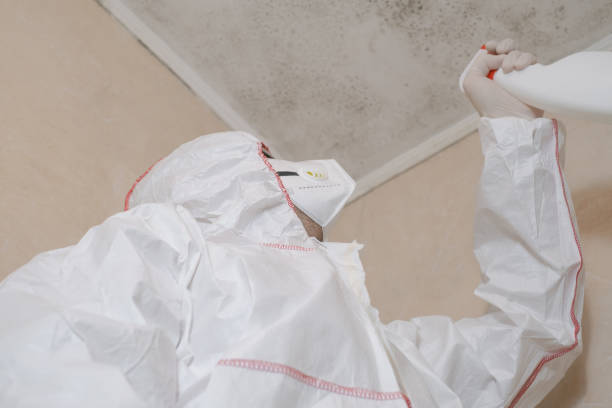 Why You Should Choose Our Mold Remediation Services in Martindale, TX